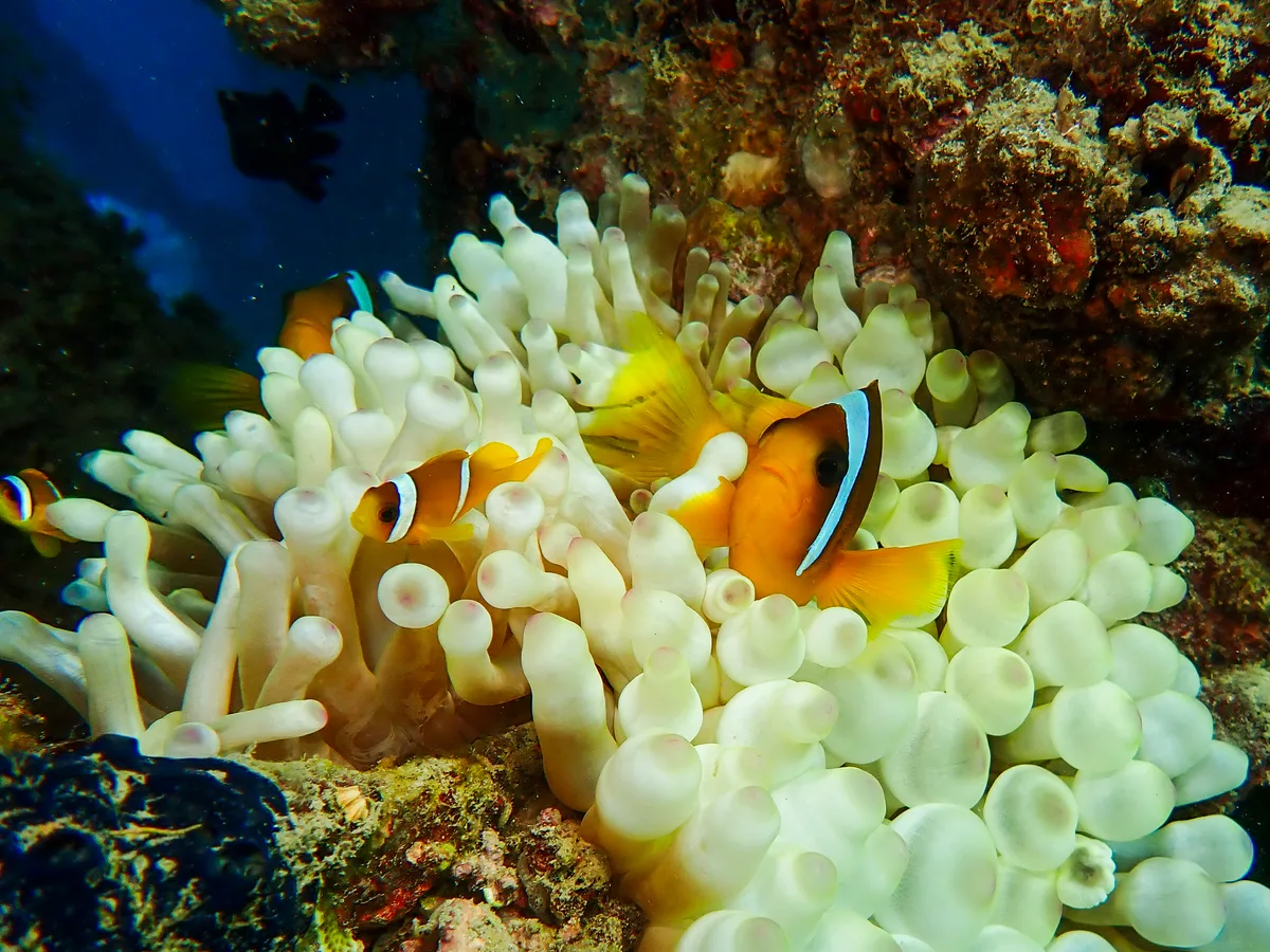 Red Sea Clownfish