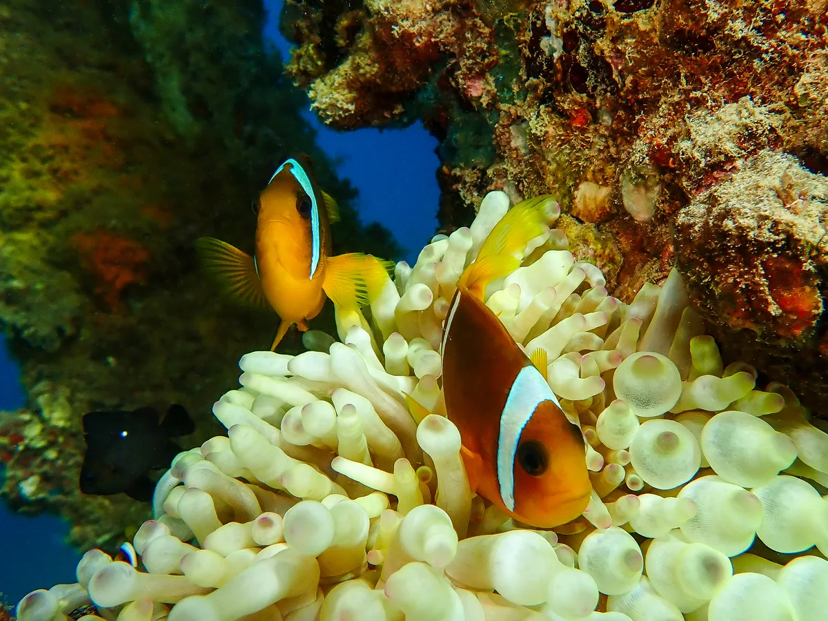 Red Sea Clownfish