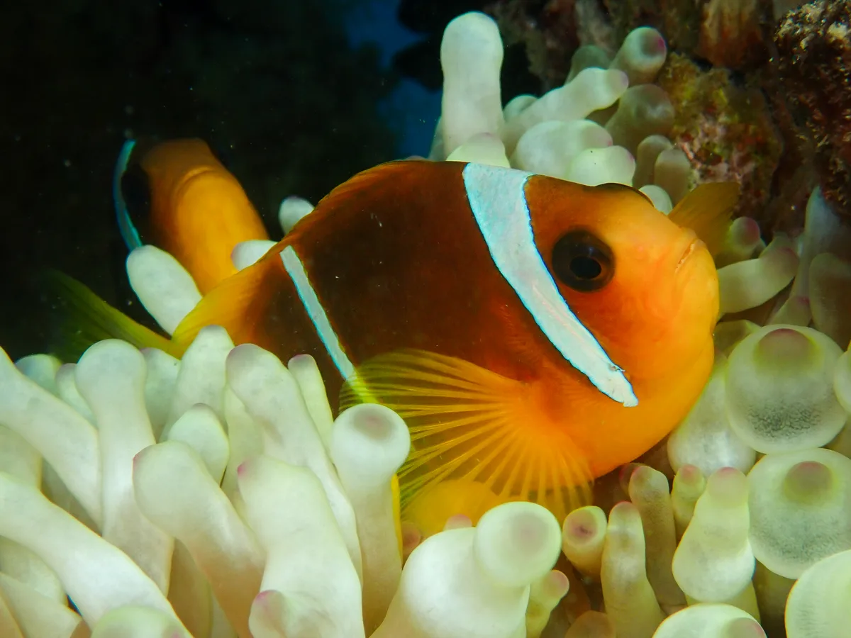 Red Sea Clownfish