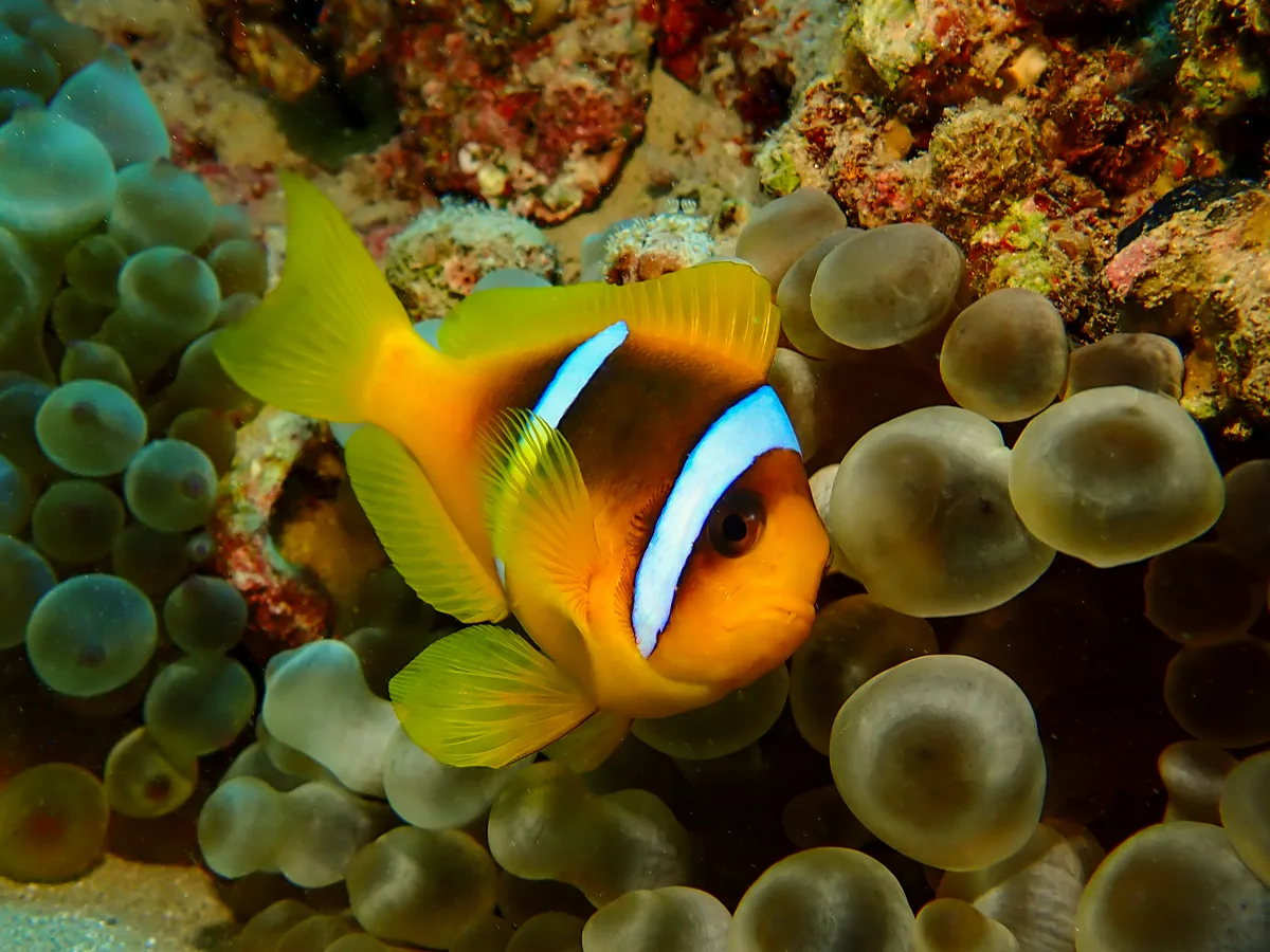 Red Sea Clownfish