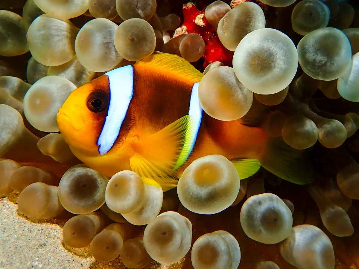 Red Sea Clownfish