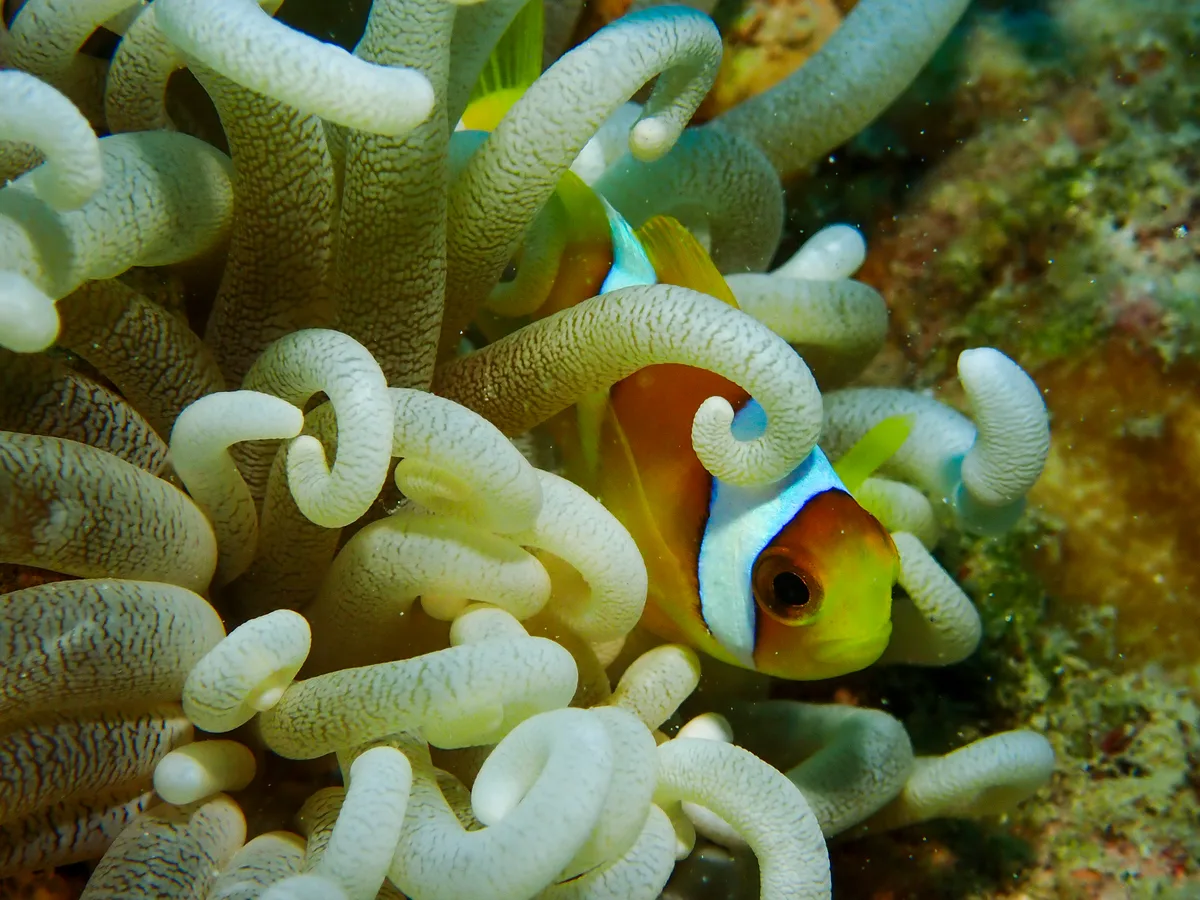 Red Sea Clownfish