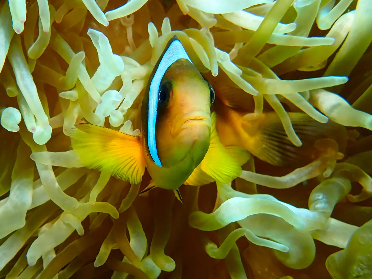 Red Sea Clownfish