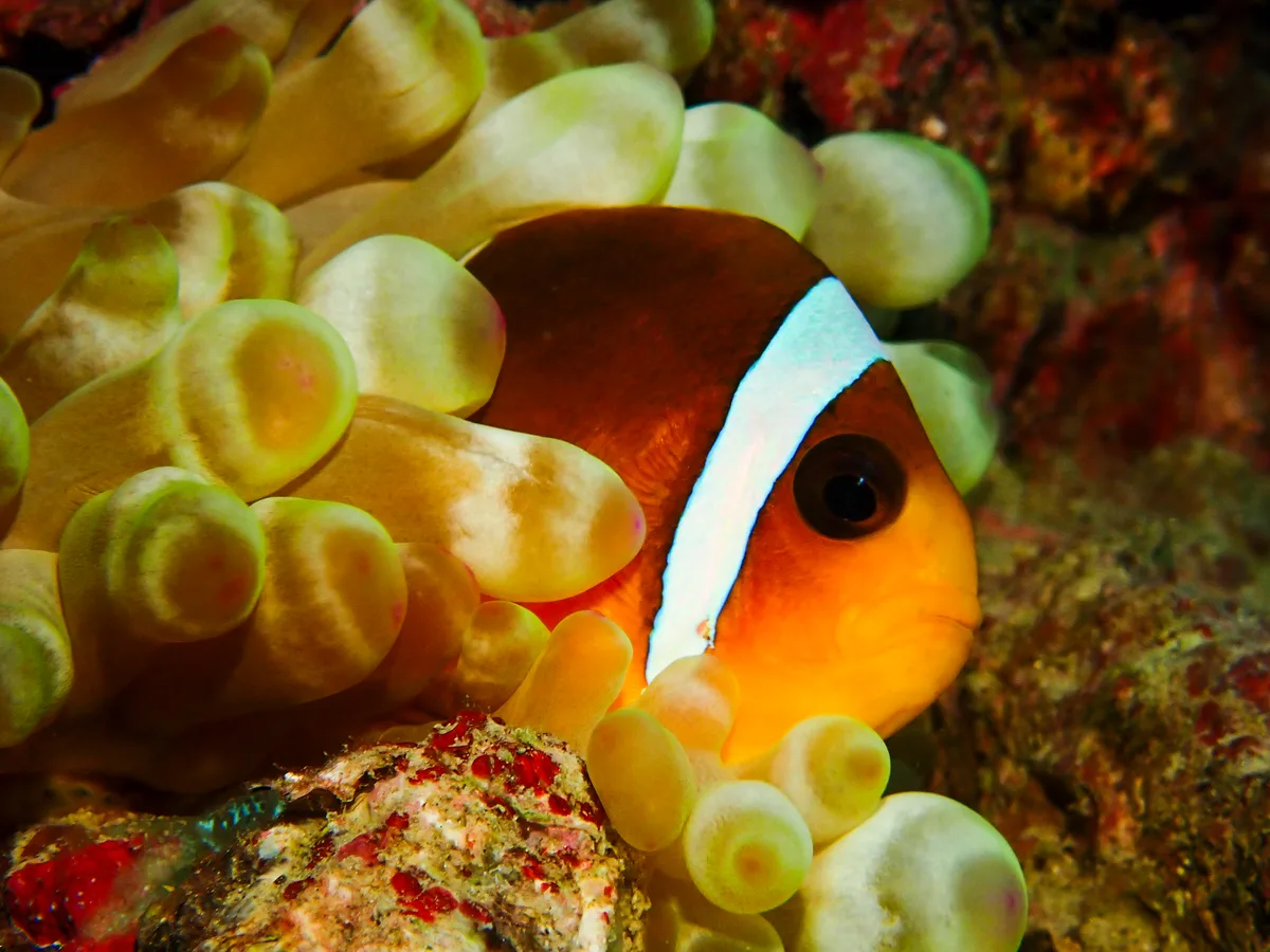Red Sea Clownfish