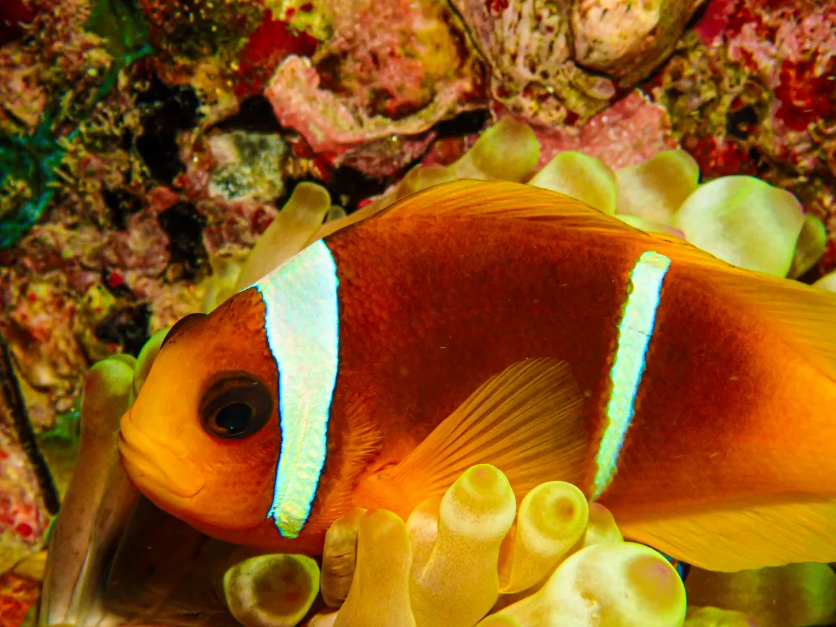 Red Sea Clownfish