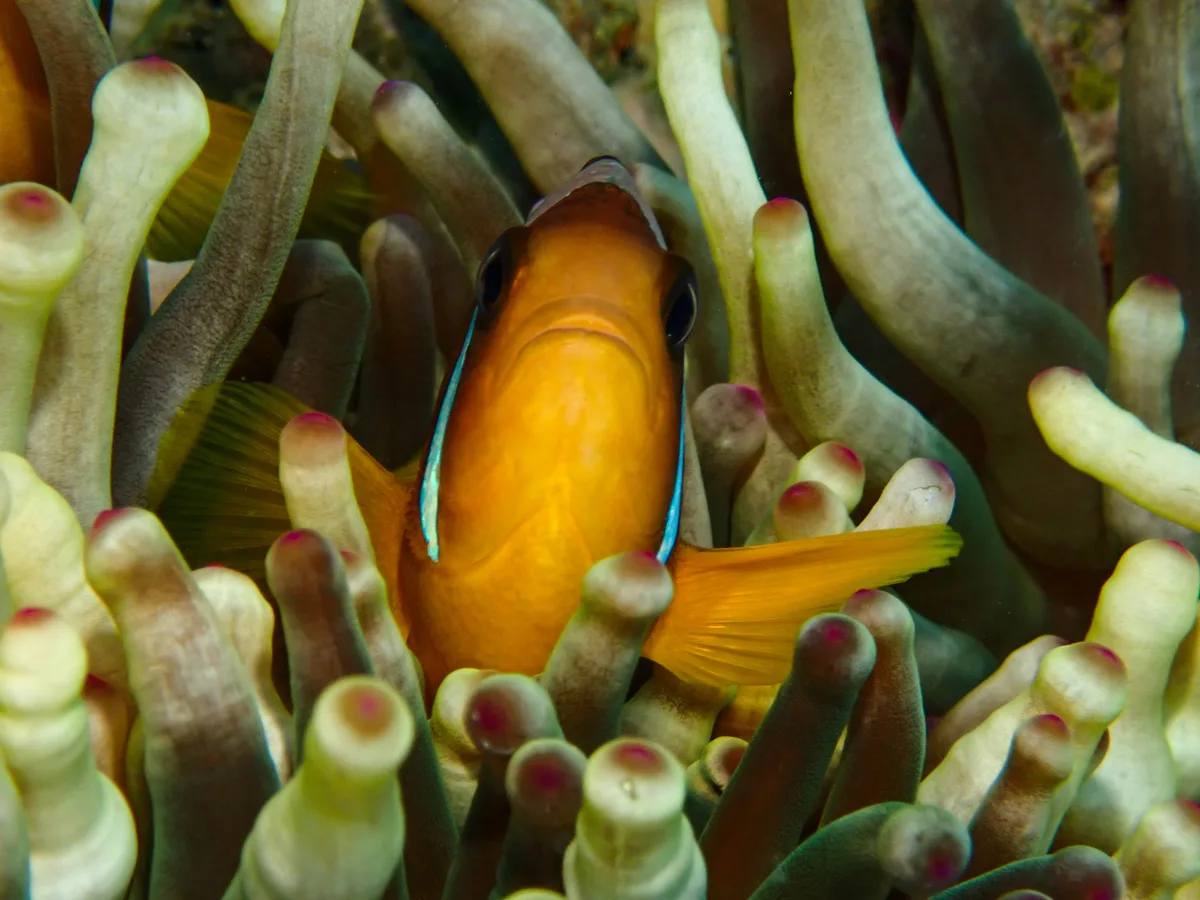 Red Sea Clownfish