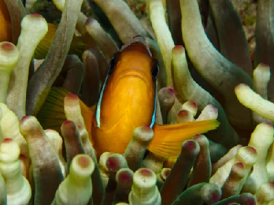 Red Sea Clownfish