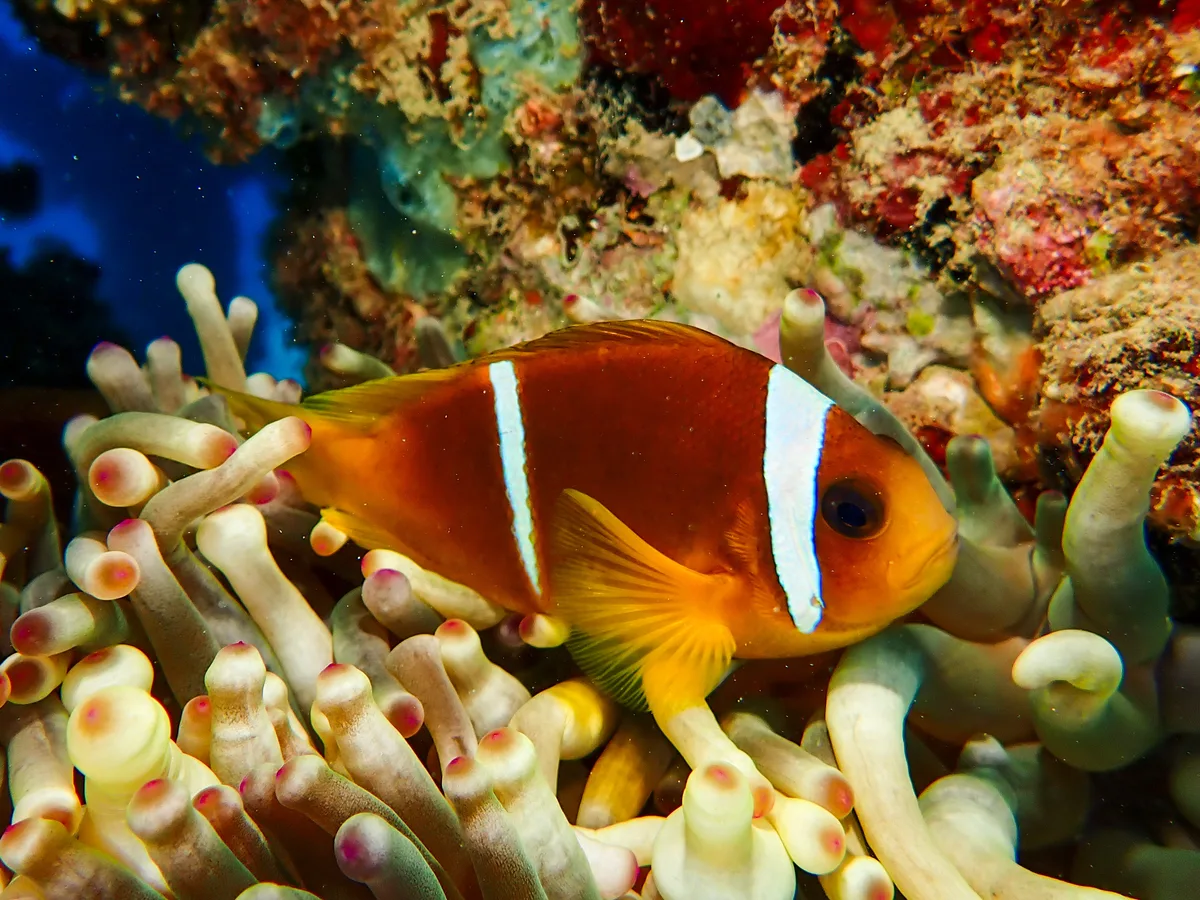 Red Sea Clownfish