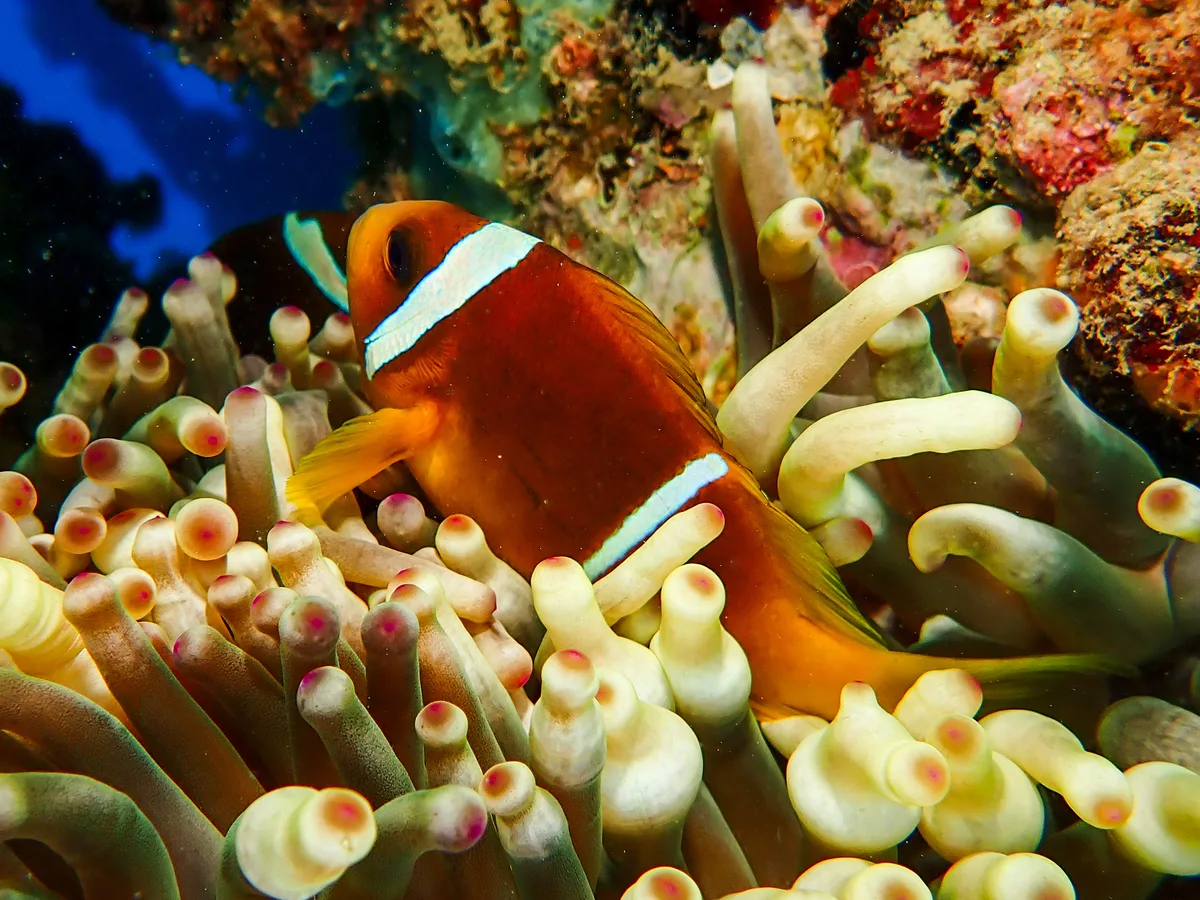 Red Sea Clownfish