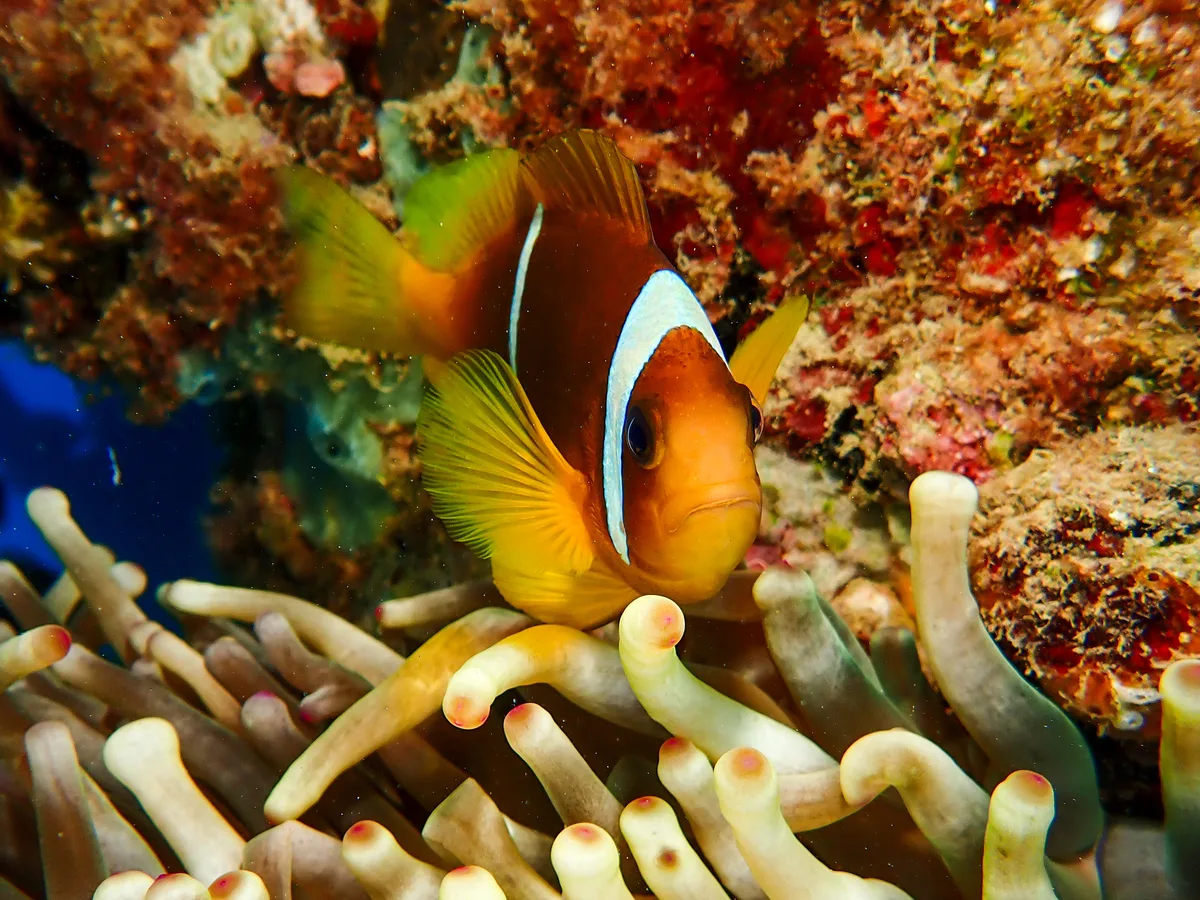 Red Sea Clownfish