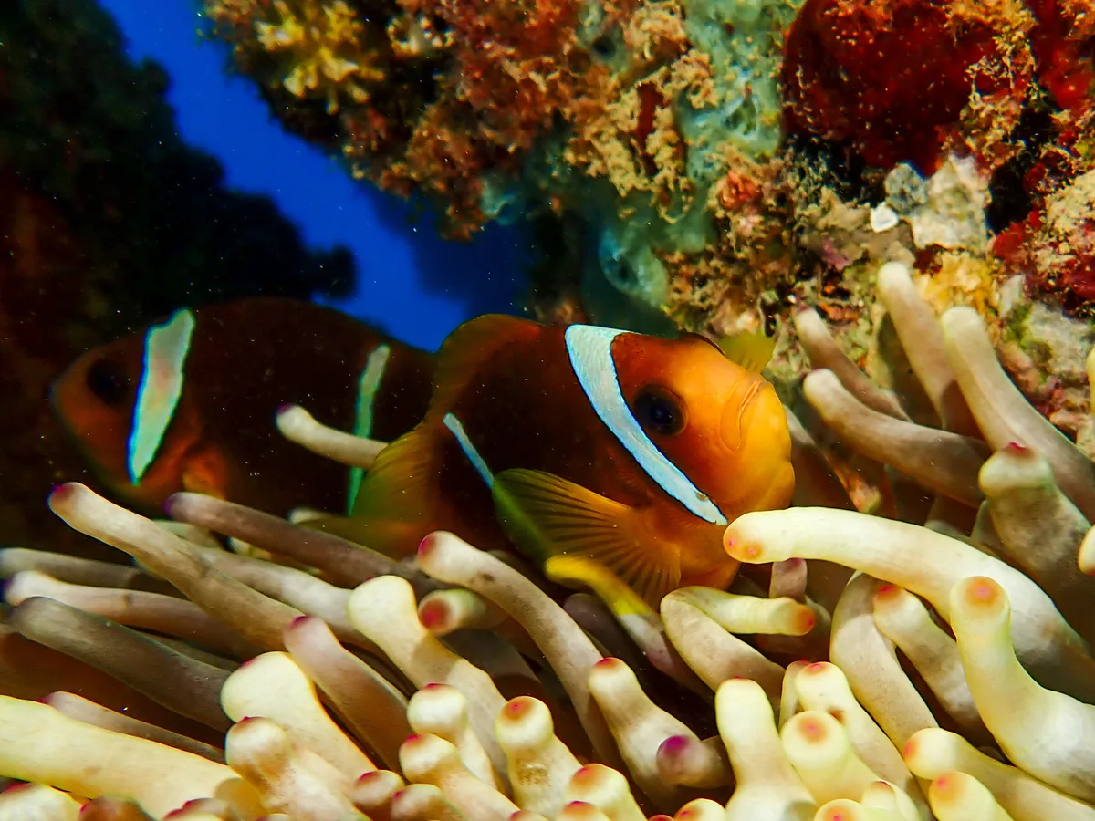 Red Sea Clownfish
