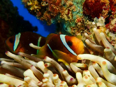 Red Sea Clownfish