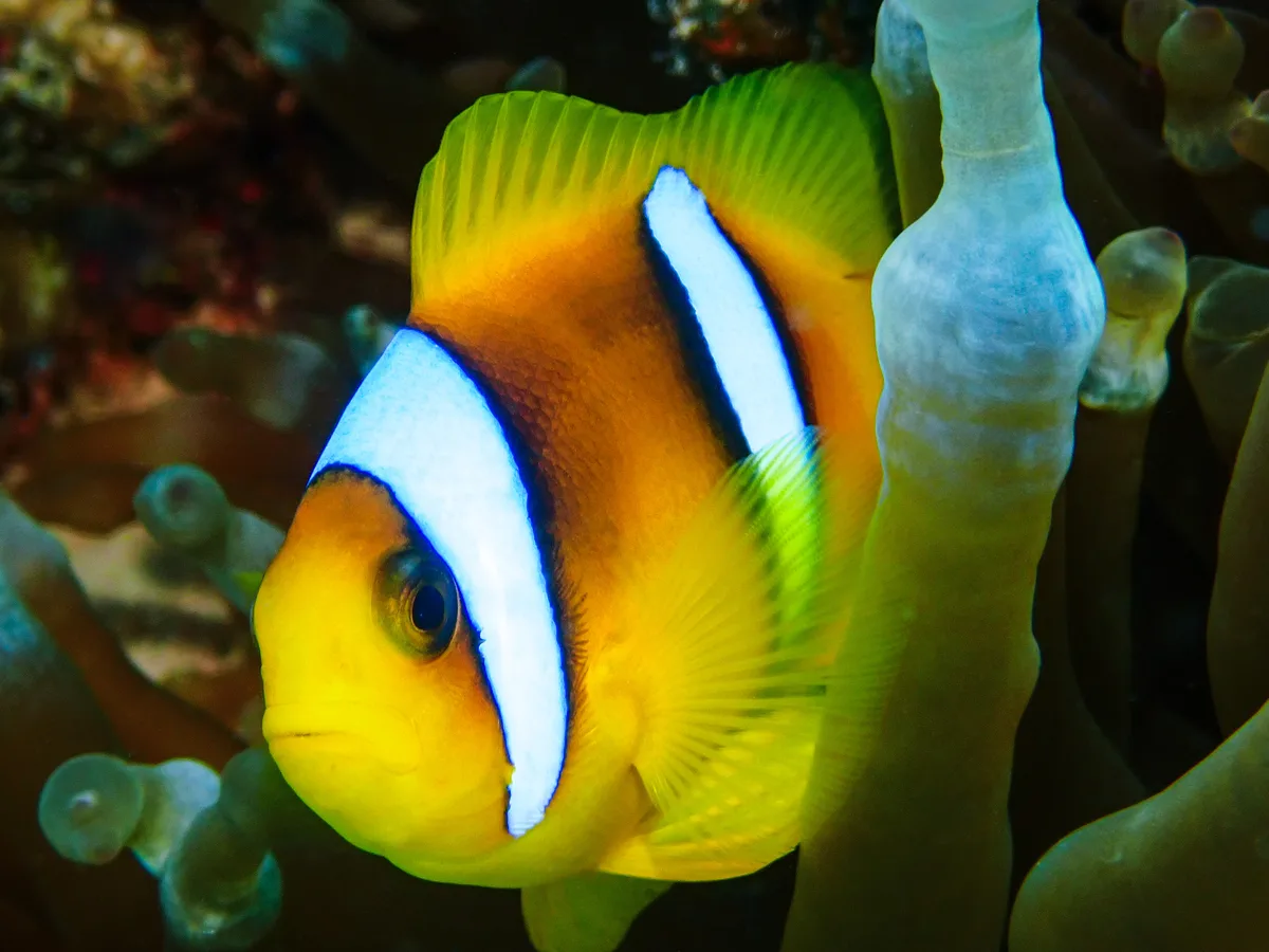 Red Sea Clownfish