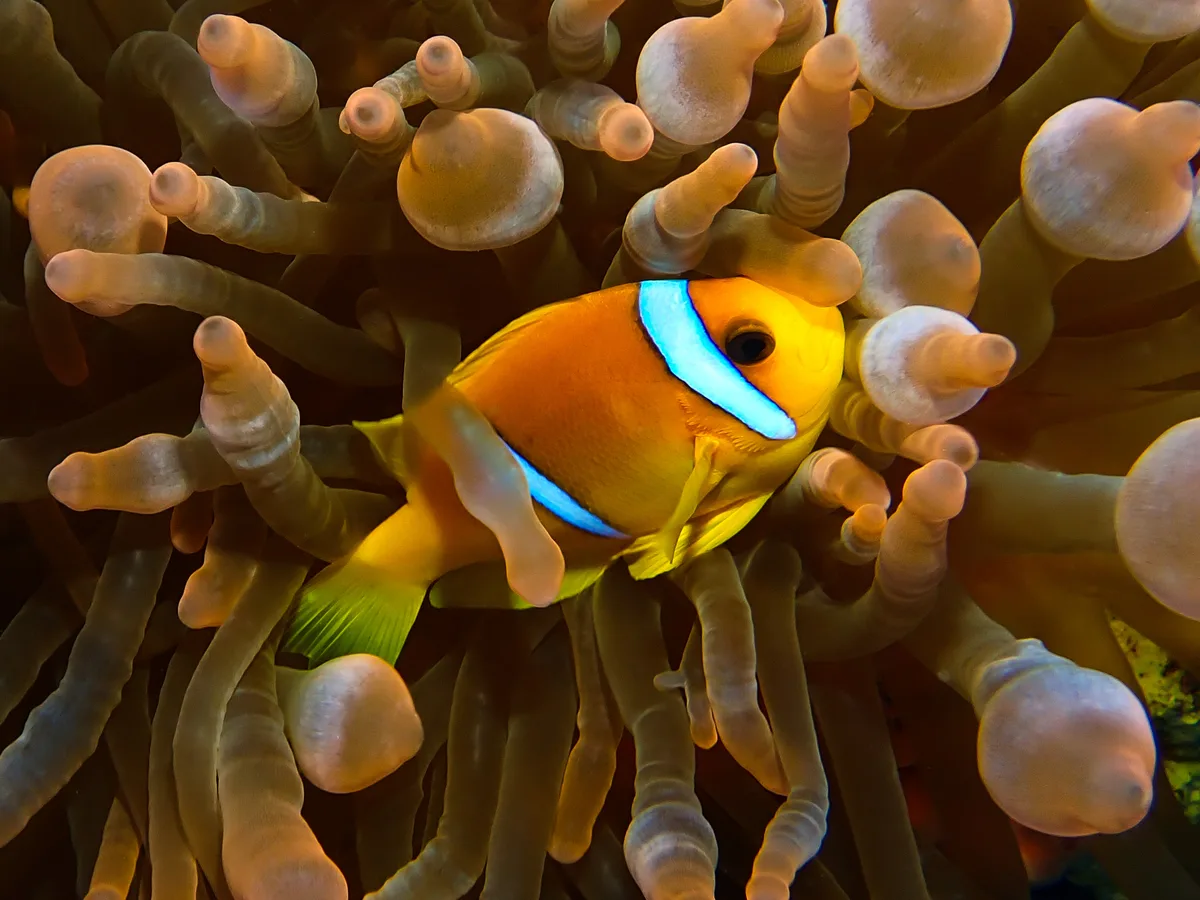 Red Sea Clownfish