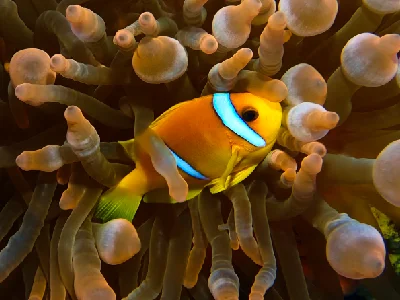 Red Sea Clownfish