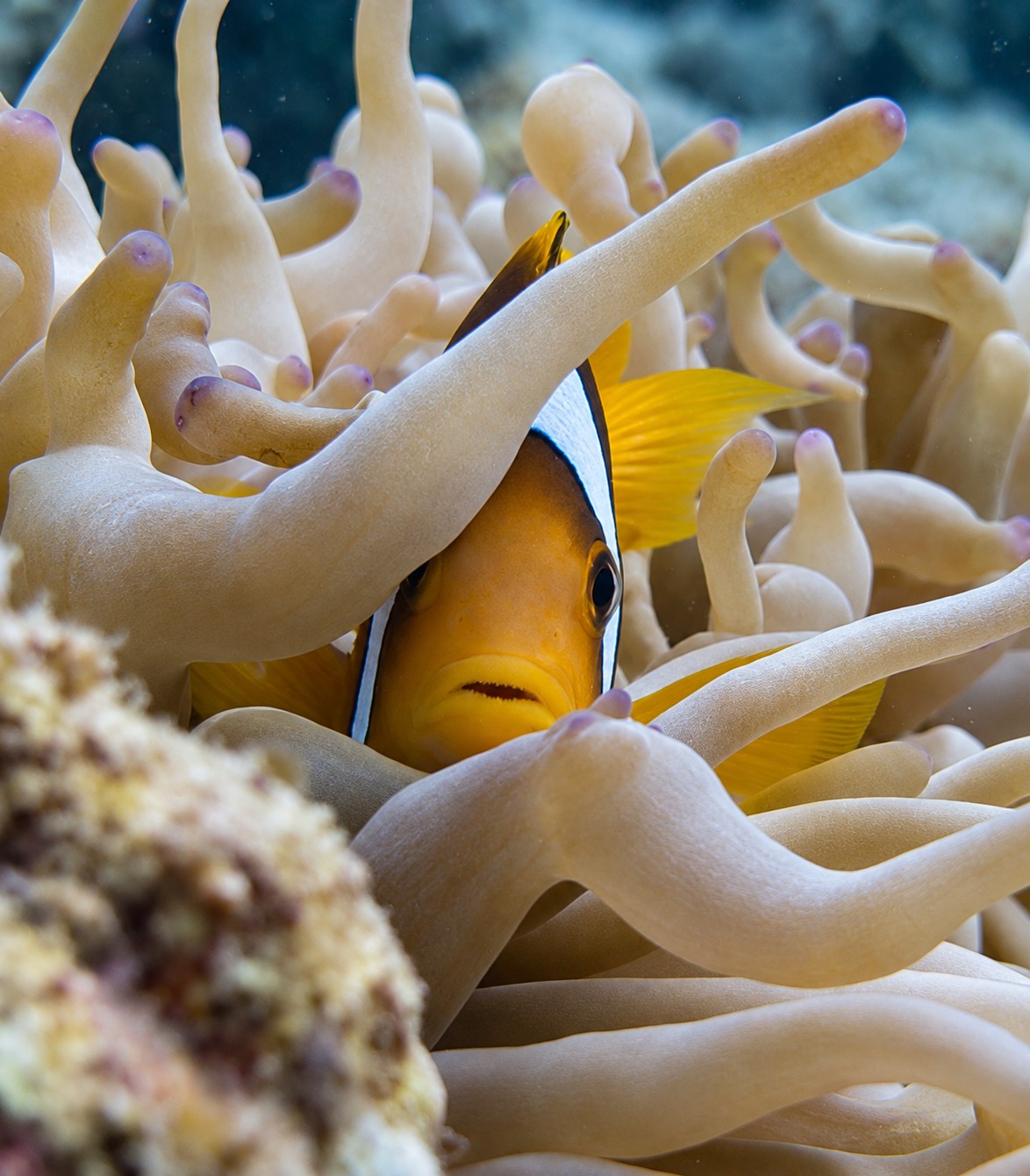 Red Sea Clownfish