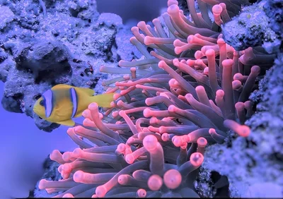 Red Sea Clownfish