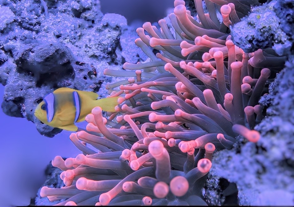 Red Sea Clownfish