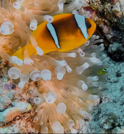 Red Sea Clownfish