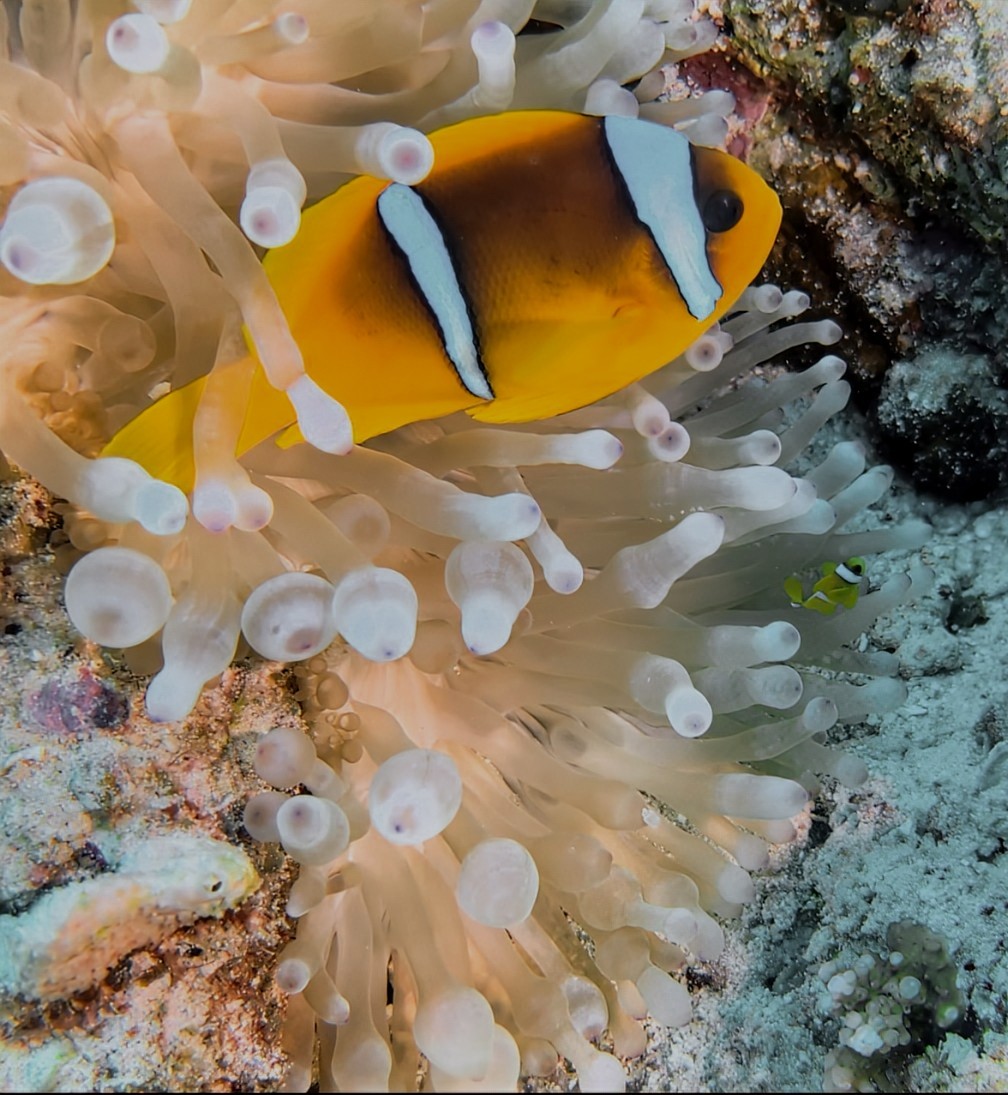 Red Sea Clownfish