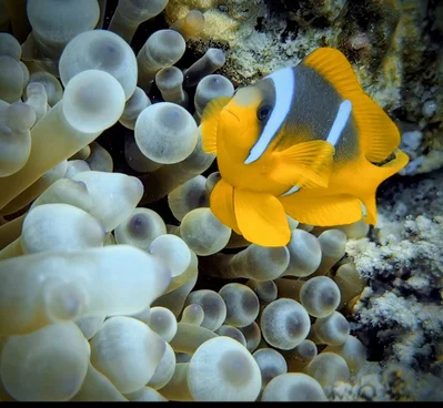 Red Sea Clownfish