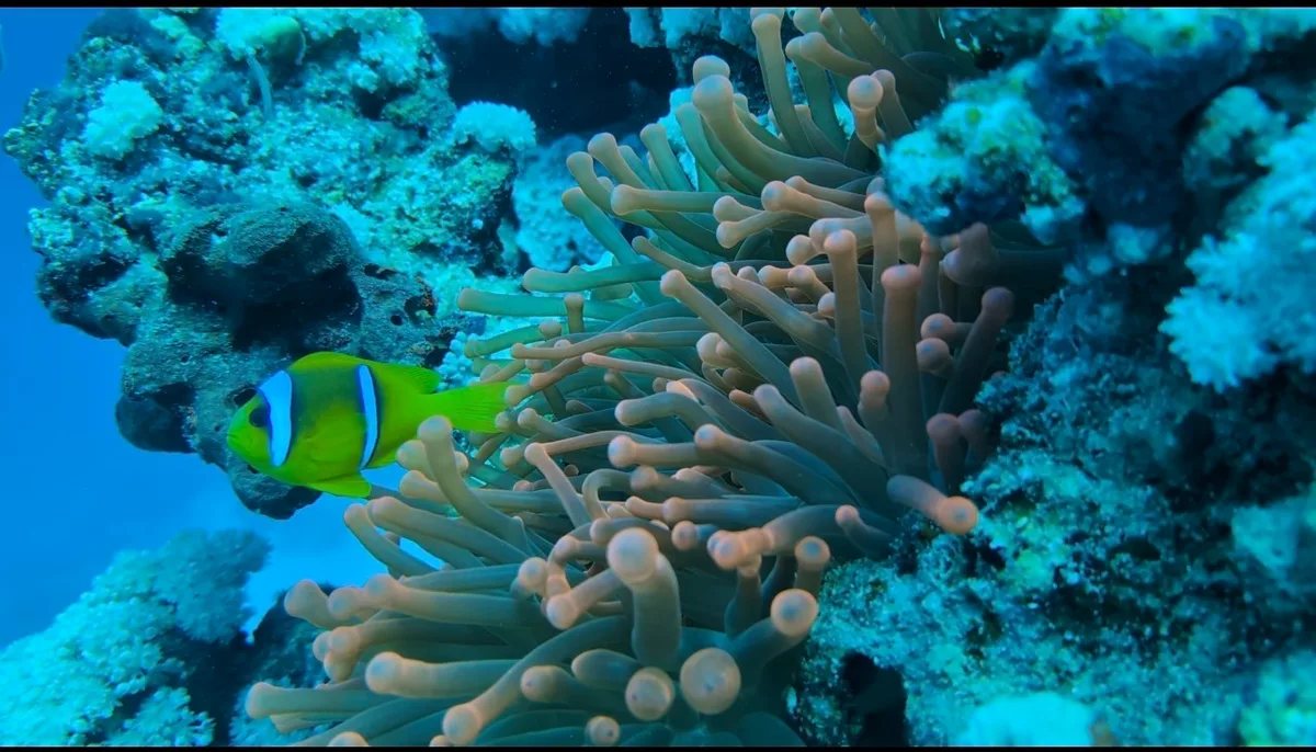 Red Sea Clownfish