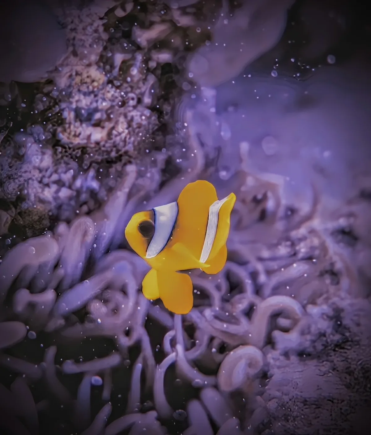 Red Sea Clownfish