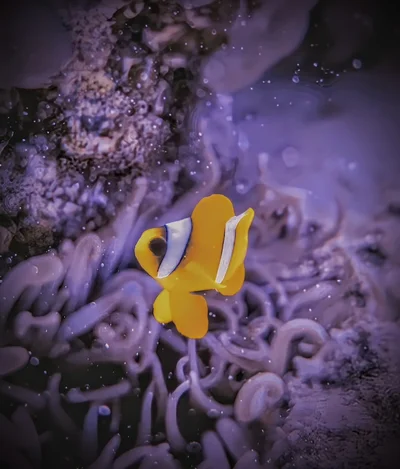 Red Sea Clownfish