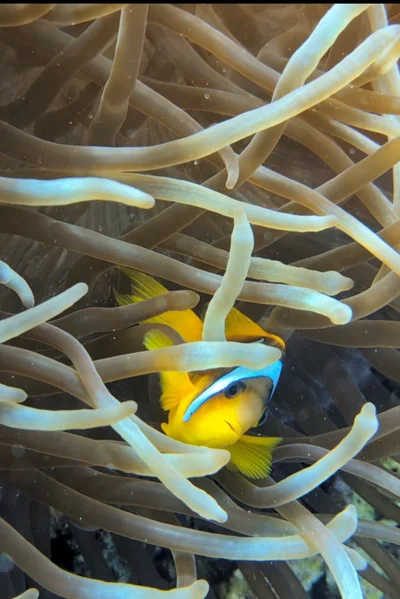 Red Sea Clownfish