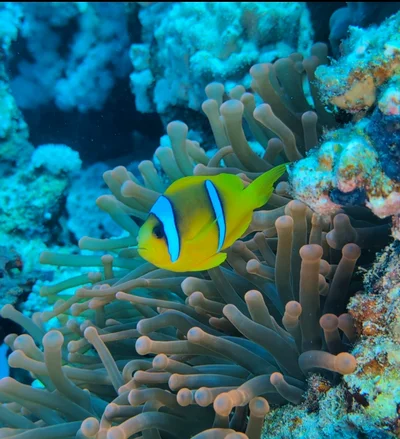 Red Sea Clownfish