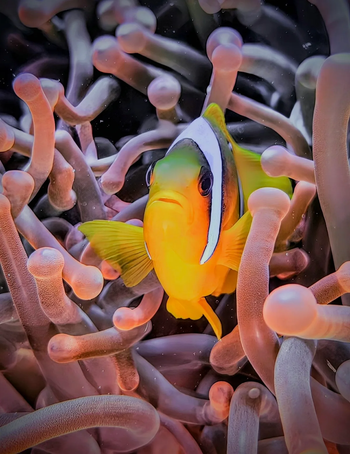 Red Sea Clownfish