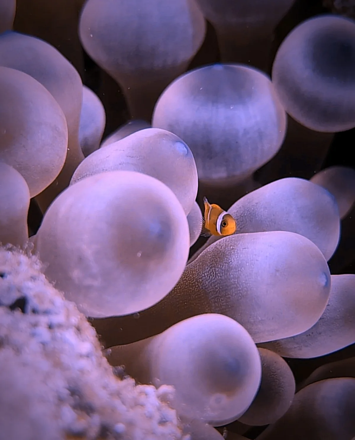 Red Sea Clownfish
