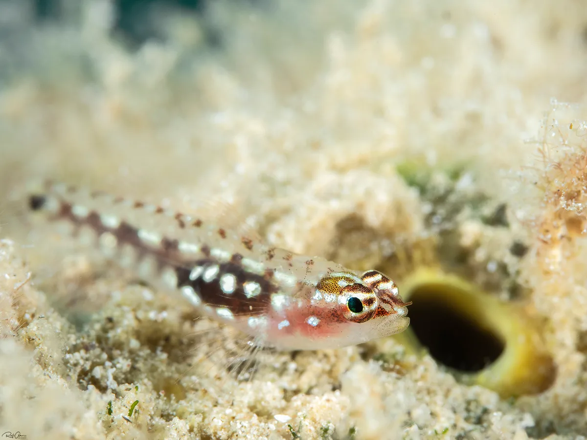 Red Sea Dwarfgoby