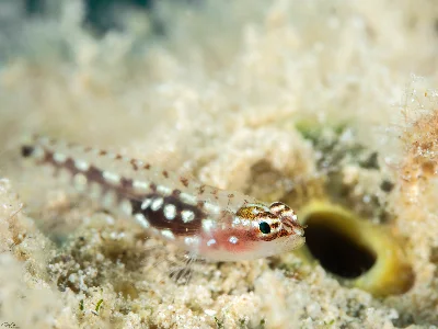 Red Sea Dwarfgoby