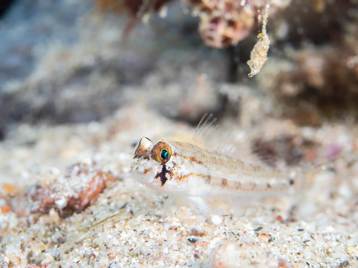 Red Sea Eyebar Goby