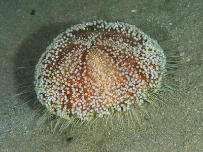 Red Sea Fire Urchin - Asthenosoma marisrubri