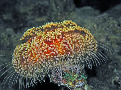 Toxic Leather Sea Urchin - Asthenosoma marisrubri