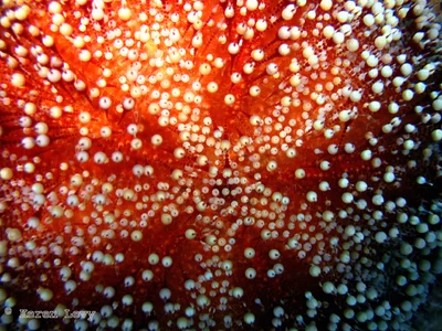 Toxic leather sea urchin