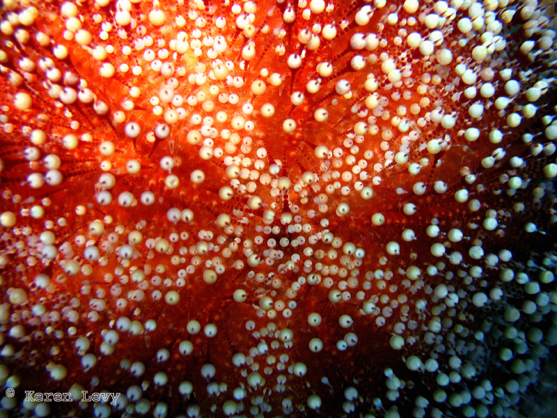Toxic leather sea urchin