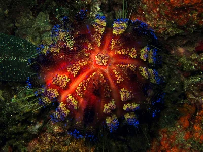 Fire Urchin Host