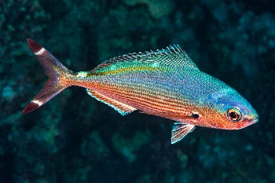 Red Sea Fusilier