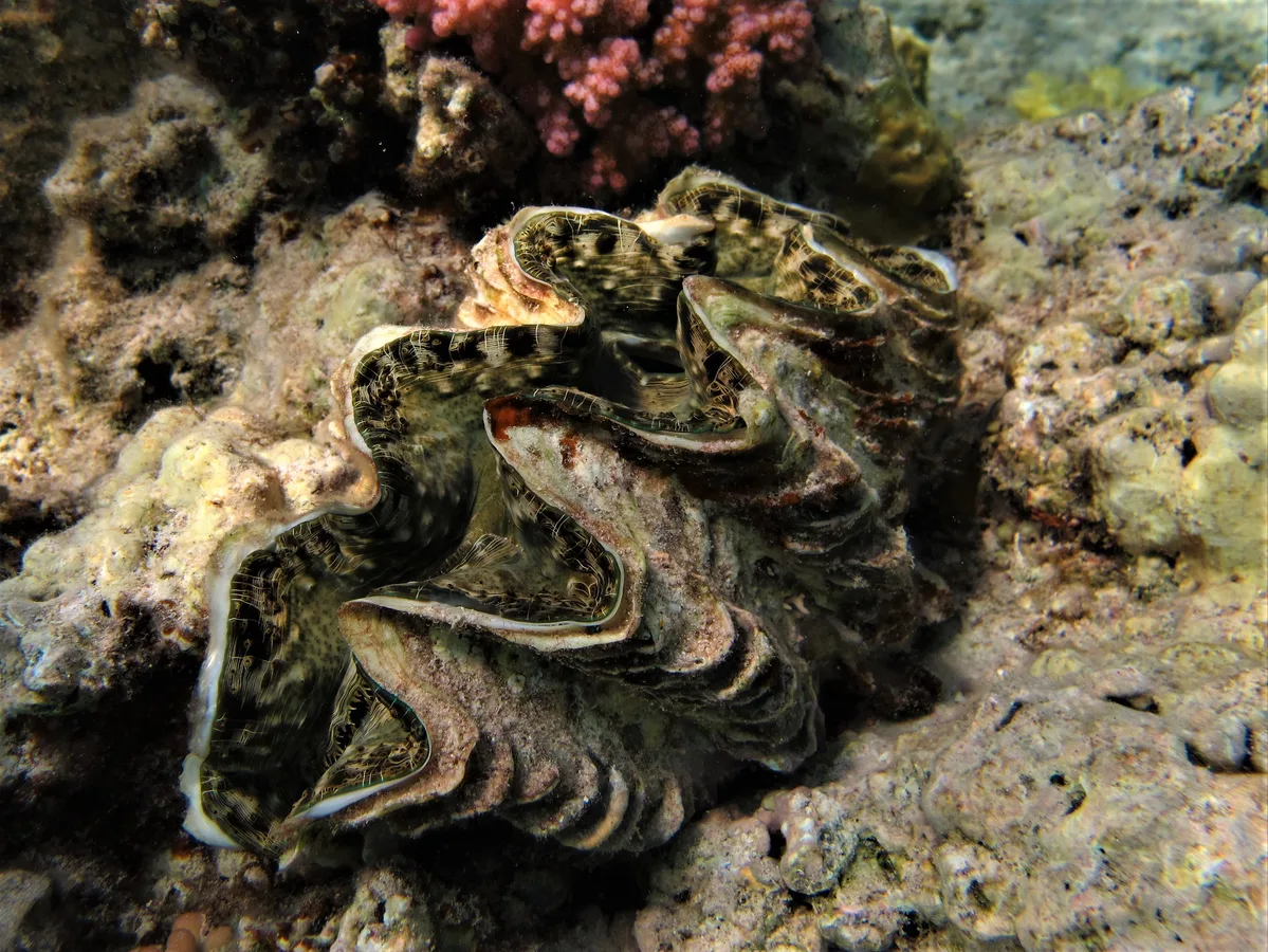 Tridacna squamosina (1)