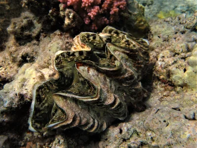 Tridacna squamosina (1)