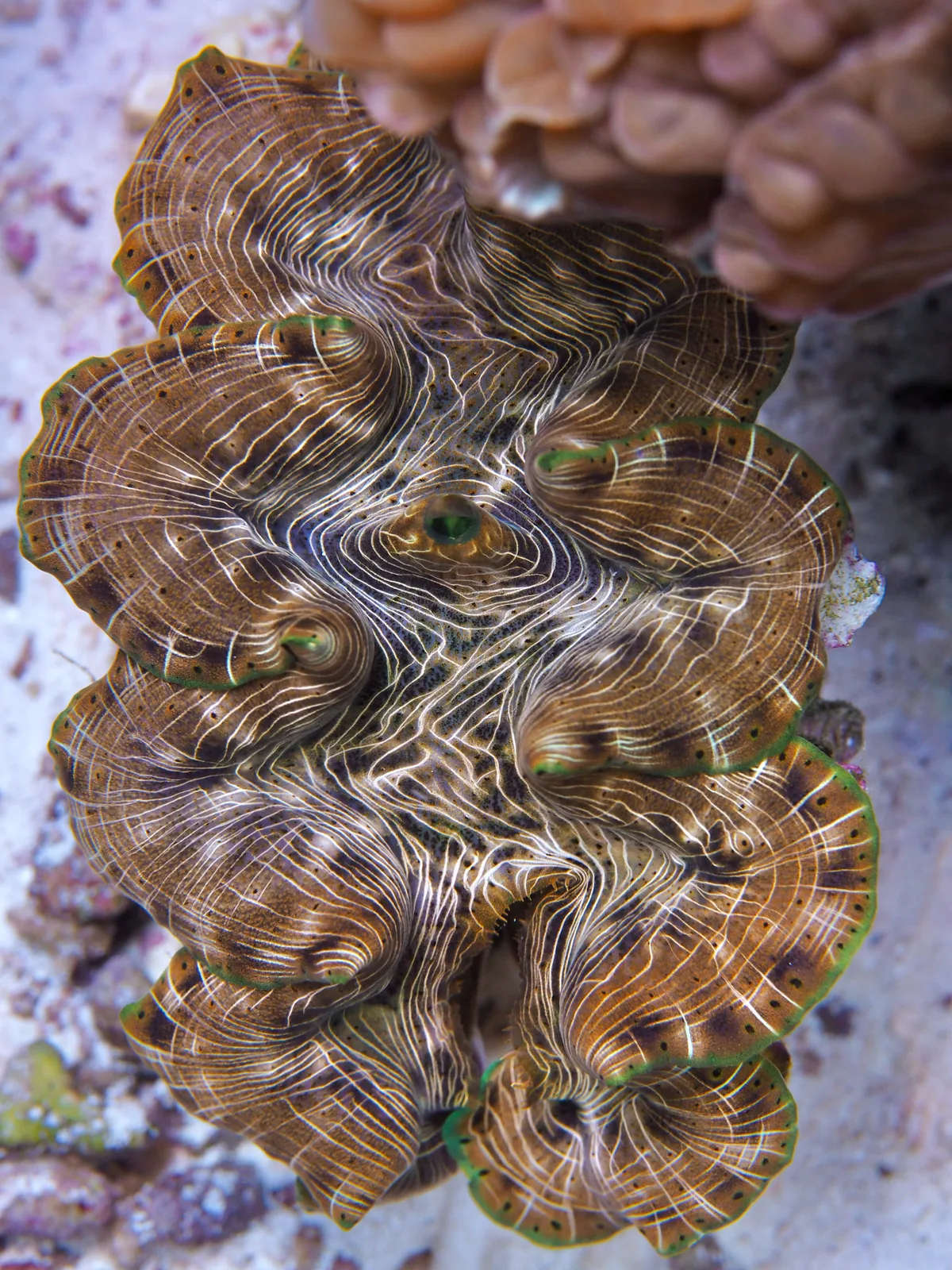 Giant clam