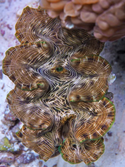 Giant clam