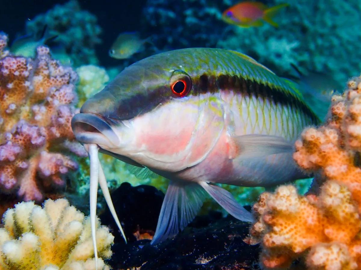 Red Sea Goatfish