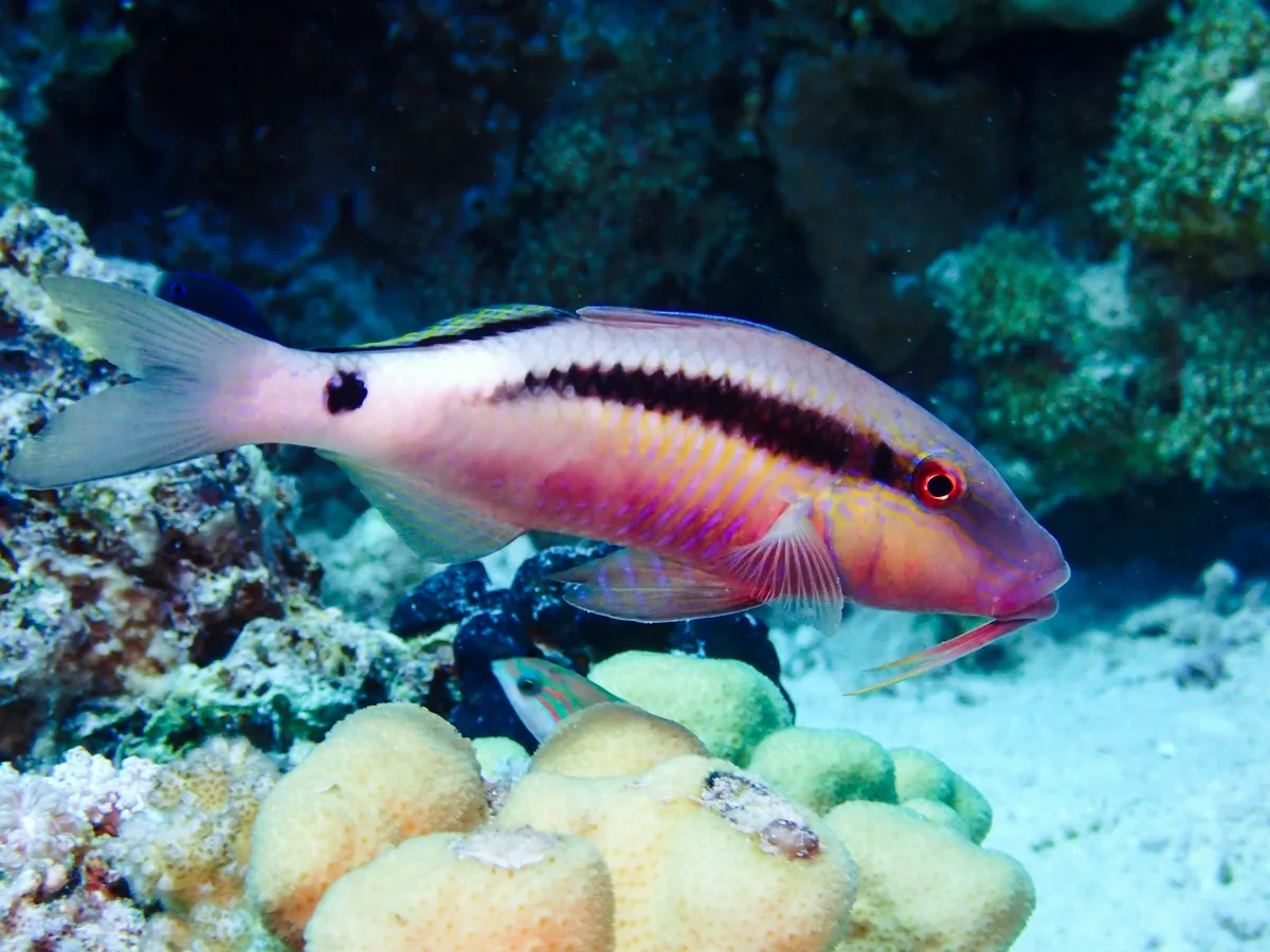 Red Sea Goatfish