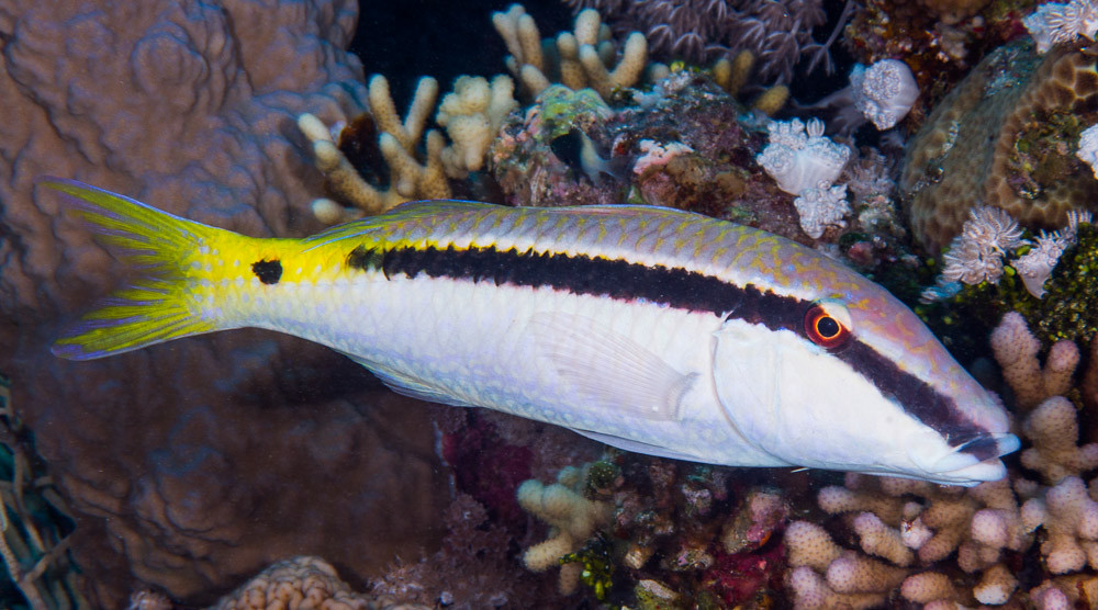 Red Sea Goatfish - Parupeneus forsskali