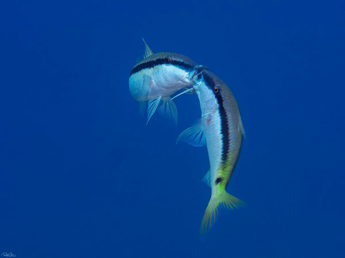 Red Sea Goatfish - Parupeneus forsskali