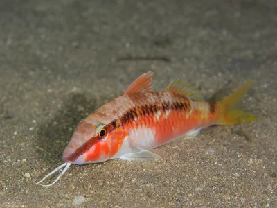 Red Sea Goatfish - Parupeneus forsskali